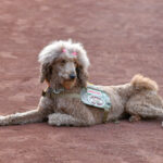 A large dog with pink hair clips and a vest rests on the dirt of a baseball diamond at the Duel on the Diamond event